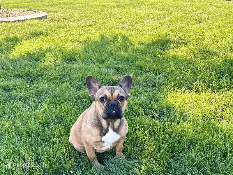 Sondra – French Bulldog puppy for sale in Nappanee, IN