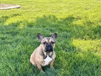Sondra, a female French Bulldog for sale in Nappanee, IN – 1 of 10