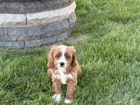 Amos , a male Cockapoo and Cavalier King Charles Spaniel for sale in Nappanee, IN – 8 of 10