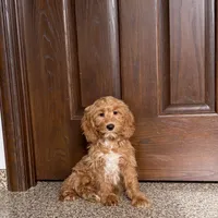 Jessica, a female Cockapoo for sale in Nappanee, IN – Photo 4 of 10
