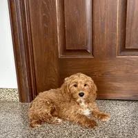 Jessica, a female Cockapoo for sale in Nappanee, IN – Photo 7 of 10
