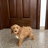 Jessica, a female Cockapoo for sale in Nappanee, IN – Photo 10 of 10