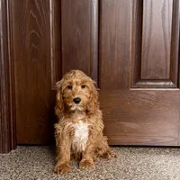 Jessica, a female Cockapoo for sale in Nappanee, IN – Photo 8 of 10