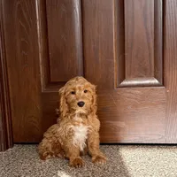 Jessica, a female Cockapoo for sale in Nappanee, IN – Photo 5 of 10