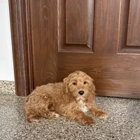 Jessica, a female Cockapoo for sale in Nappanee, IN – Photo 9 of 10