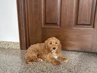 processed/468108b0-b5ce-4c2b-b609-98d2598c0f8a/listing/9f21b04e-748e-4f72-9515-e079e151a300/b8fd7468-350a-485c-9923-893c9b9fc81a