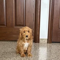 Jessica, a female Cockapoo for sale in Nappanee, IN – Photo 1 of 10