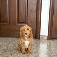 Jessica, a female Cockapoo for sale in Nappanee, IN – Photo 6 of 10