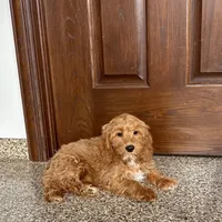 Jessica, a female Cockapoo for sale in Nappanee, IN – Photo 3 of 10