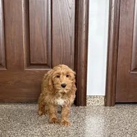 Jessica, a female Cockapoo for sale in Nappanee, IN – Photo 2 of 10