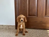 Kelly , a female Cavapoo and Cockapoo for sale in Nappanee, IN – 3 of 6