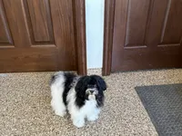 Lanie, a female Havanese for sale in Nappanee, IN – 4 of 6