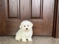 Colton , a male Coton de Tulear for sale in Nappanee, IN – 7 of 7