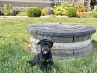 JJ, a male Havapoo for sale in Nappanee, IN – 3 of 9