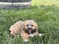 Gloria , a female Lhasa Apso for sale in Nappanee, IN – 2 of 10