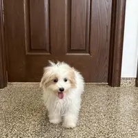 Mimi, a female Coton de Tulear and Maltese for sale in Nappanee, IN – Photo 6 of 10