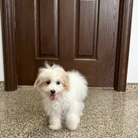 Mimi, a female Coton de Tulear and Maltese for sale in Nappanee, IN – Photo 2 of 10