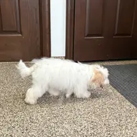 Mimi, a female Coton de Tulear and Maltese for sale in Nappanee, IN – Photo 8 of 10