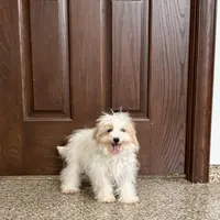 Mimi, a female Coton de Tulear and Maltese for sale in Nappanee, IN – Photo 9 of 10