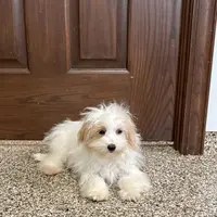 Mimi, a female Coton de Tulear and Maltese for sale in Nappanee, IN – Photo 5 of 10