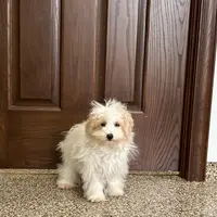 Mimi, a female Coton de Tulear and Maltese for sale in Nappanee, IN – Photo 3 of 10
