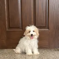 Mimi, a female Coton de Tulear and Maltese for sale in Nappanee, IN – Photo 1 of 10