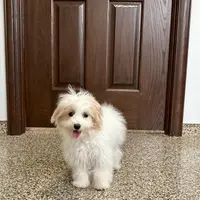Mimi, a female Coton de Tulear and Maltese for sale in Nappanee, IN – Photo 7 of 10