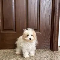 Mimi, a female Coton de Tulear and Maltese for sale in Nappanee, IN – Photo 4 of 10