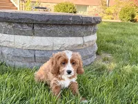 Amos , a male Cockapoo and Cavalier King Charles Spaniel for sale in Nappanee, IN – 4 of 10