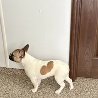 Clyde, a male French Bulldog for sale in Nappanee, IN – Photo 4 of 9