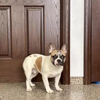 Clyde, a male French Bulldog for sale in Nappanee, IN – Photo 2 of 9