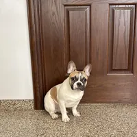 Clyde, a male French Bulldog for sale in Nappanee, IN – Photo 5 of 9