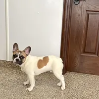 Clyde, a male French Bulldog for sale in Nappanee, IN – Photo 1 of 9