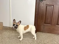 Clyde, a male French Bulldog for sale in Nappanee, IN – Photo 1 of 9