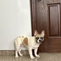 Clyde, a male French Bulldog for sale in Nappanee, IN – Photo 3 of 9