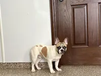 Clyde, a male French Bulldog for sale in Nappanee, IN – Photo 3 of 9