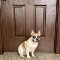 Clyde, a male French Bulldog for sale in Nappanee, IN – Photo 7 of 9