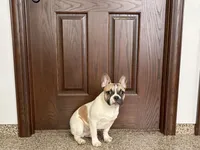 Clyde, a male French Bulldog for sale in Nappanee, IN – Photo 7 of 9
