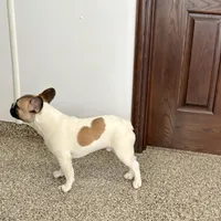 Clyde, a male French Bulldog for sale in Nappanee, IN – Photo 8 of 9