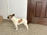 Clyde, a male French Bulldog for sale in Nappanee, IN – Photo 8 of 9