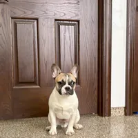 Clyde, a male French Bulldog for sale in Nappanee, IN – Photo 6 of 9