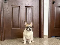 Clyde, a male French Bulldog for sale in Nappanee, IN – Photo 6 of 9