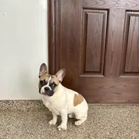 Clyde, a male French Bulldog for sale in Nappanee, IN – Photo 9 of 9