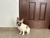 Clyde, a male French Bulldog for sale in Nappanee, IN – Photo 9 of 9