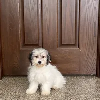 Gloria Coton, a female Coton de Tulear for sale in Nappanee, IN – Photo 2 of 10