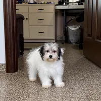 Gloria Coton, a female Coton de Tulear for sale in Nappanee, IN – Photo 8 of 10