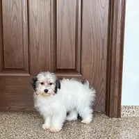 Gloria Coton, a female Coton de Tulear for sale in Nappanee, IN – Photo 5 of 10
