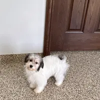 Gloria Coton, a female Coton de Tulear for sale in Nappanee, IN – Photo 3 of 10