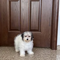 Gloria Coton, a female Coton de Tulear for sale in Nappanee, IN – Photo 1 of 10