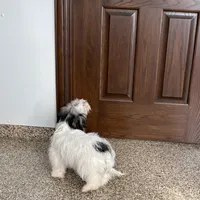 Gloria Coton, a female Coton de Tulear for sale in Nappanee, IN – Photo 9 of 10